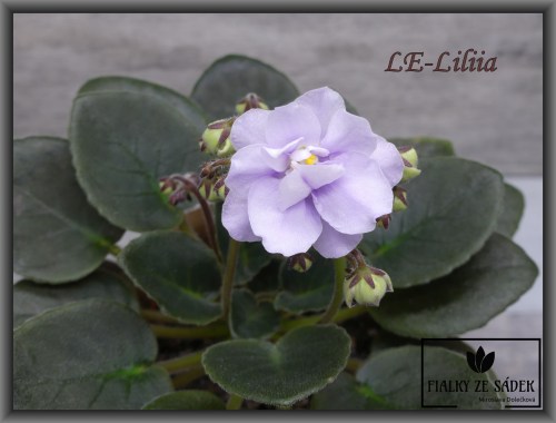 LE-Liliia